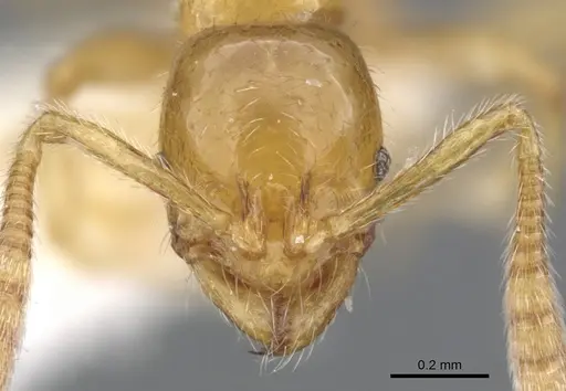 Megalomyrmex wettereri specimen INBIOCRI001238212 image inbiocri001238212_2