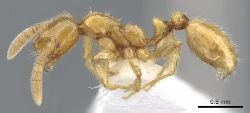 Megalomyrmex wettereri specimen INBIOCRI001238212 image inbiocri001238212_3