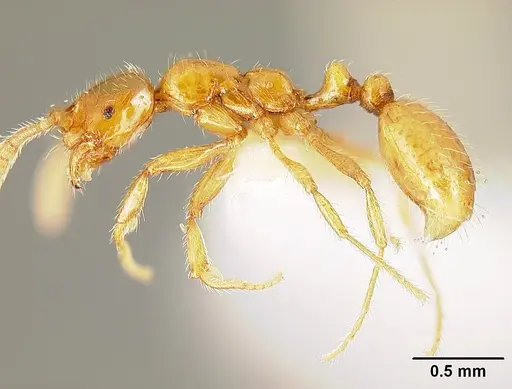 Megalomyrmex wettereri specimen INBIOCRI001238214 image inbiocri001238214_1