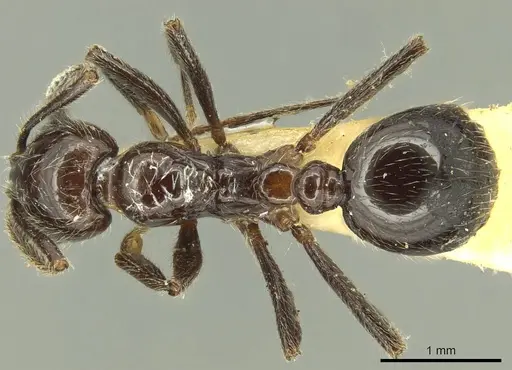 Megalomyrmex weyrauchi specimen CASENT0916038 image casent0916038_1