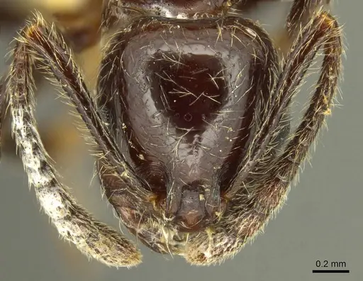 Megalomyrmex weyrauchi specimen CASENT0916038 image casent0916038_2