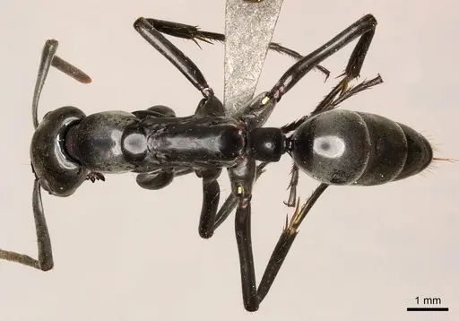 Megaponera analis specimen CASENT0235607 image casent0235607_1