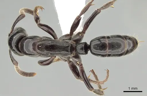 Megaponera analis specimen CASENT0249195 image casent0249195_1