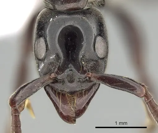 Megaponera analis specimen CASENT0249195 image casent0249195_2