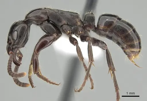 Megaponera analis specimen CASENT0249195 image casent0249195_3