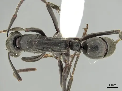 Megaponera analis specimen CASENT0249196 image casent0249196_1