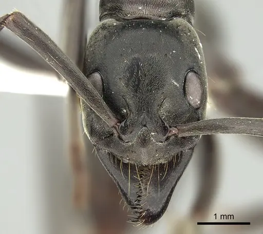 Megaponera analis specimen CASENT0249196 image casent0249196_2