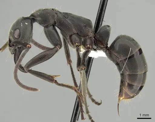 Megaponera analis specimen CASENT0249196 image casent0249196_3