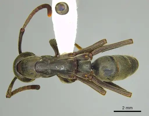 Megaponera analis specimen CASENT0249197 image casent0249197_1