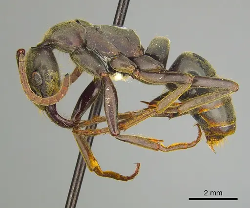Megaponera analis specimen CASENT0249197 image casent0249197_3