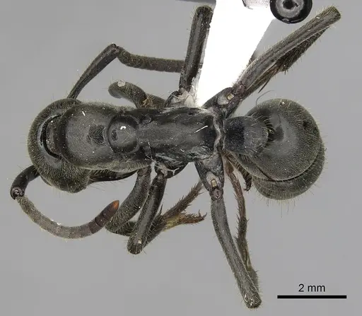 Megaponera analis specimen CASENT0317052 image casent0317052_1
