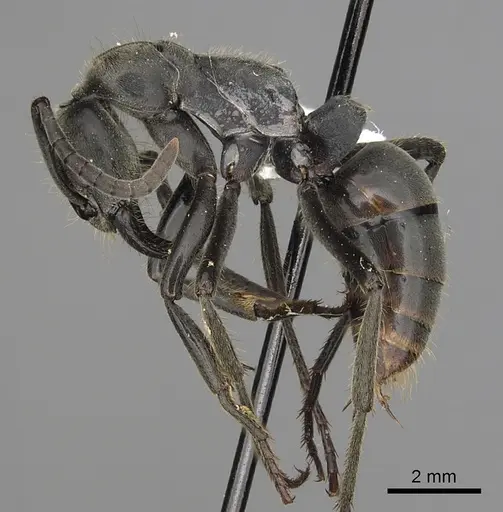 Megaponera analis specimen CASENT0317052 image casent0317052_3