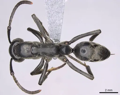 Megaponera analis specimen CASENT0352477 image casent0352477_1