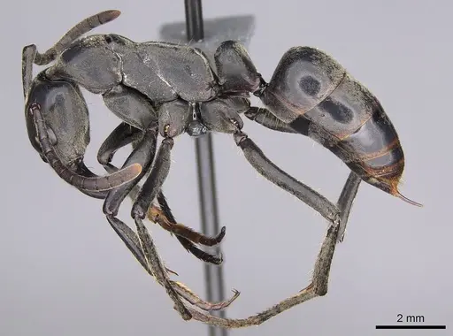 Megaponera analis specimen CASENT0352477 image casent0352477_3