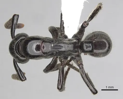 Megaponera analis specimen CASENT0415262 image casent0415262_1