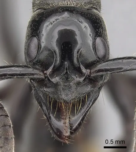 Megaponera analis specimen CASENT0415262 image casent0415262_2