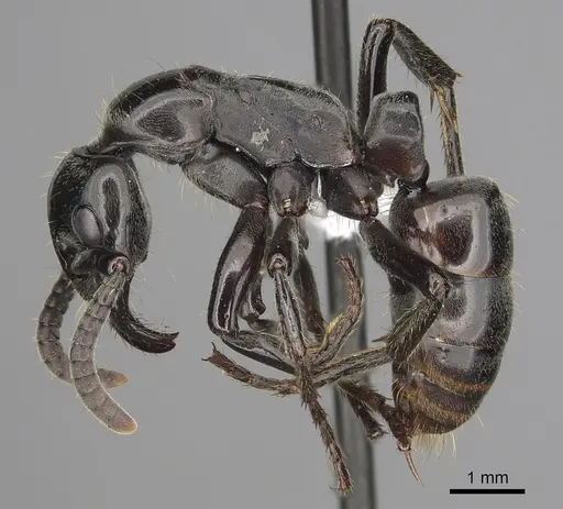 Megaponera analis specimen CASENT0415262 image casent0415262_4