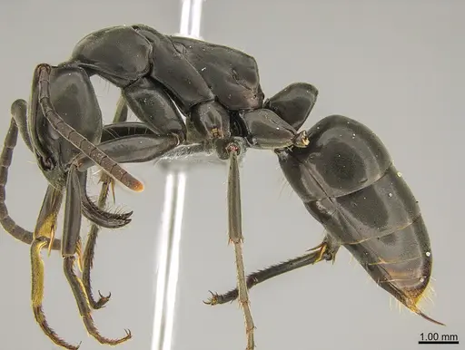 Megaponera analis specimen CASENT0781129 image casent0781129_1