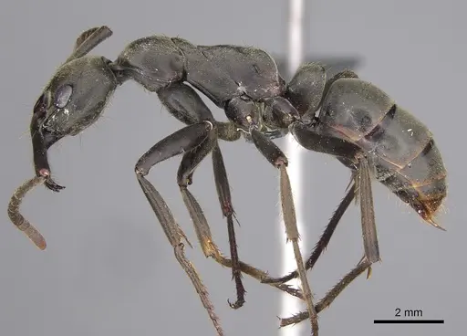 Megaponera analis specimen CASENT0814584 image casent0814584_1
