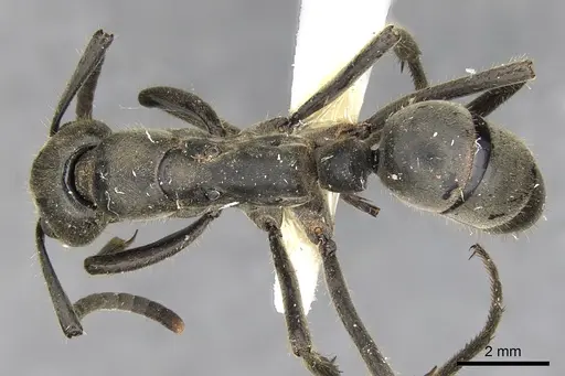 Megaponera analis specimen CASENT0900318 image casent0900318_1
