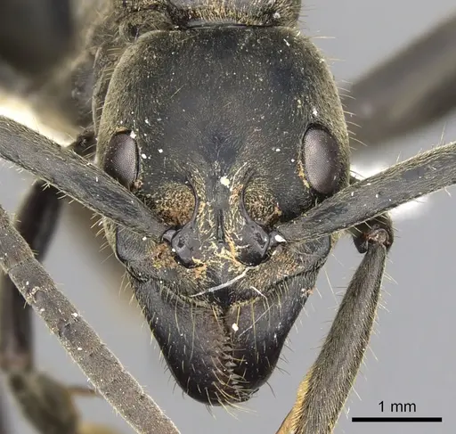 Megaponera analis specimen CASENT0900318 image casent0900318_2