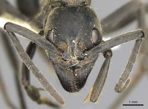 Megaponera analis specimen CASENT0900318 image casent0900318_3