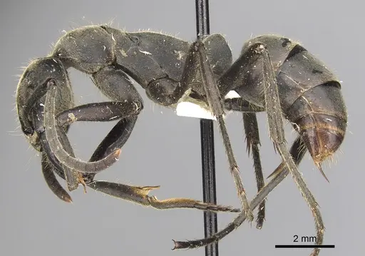 Megaponera analis specimen CASENT0900318 image casent0900318_4