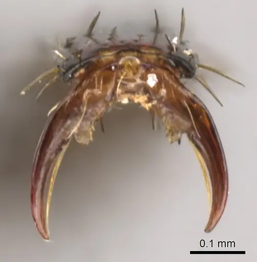 Megaponera analis specimen CASENT0900318 image casent0900318_5
