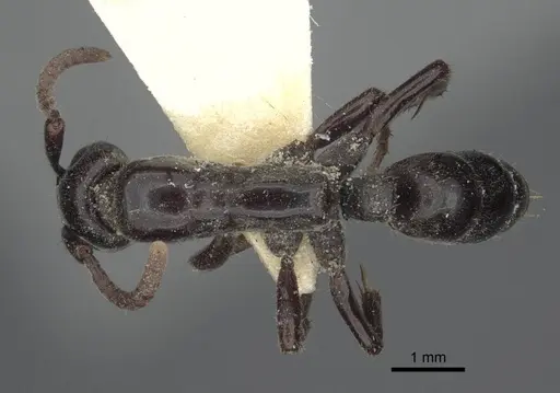Megaponera analis specimen CASENT0916822 image casent0916822_1