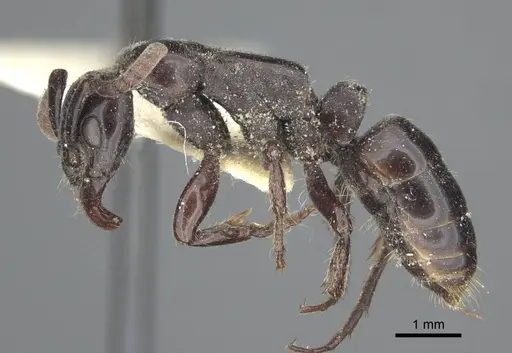 Megaponera analis specimen CASENT0916822 image casent0916822_3