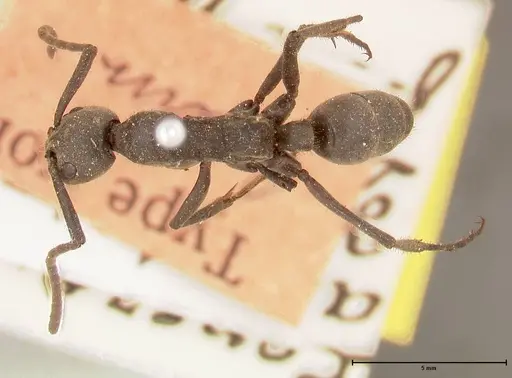 Megaponera analis specimen FOCOL0681 image focol0681_1