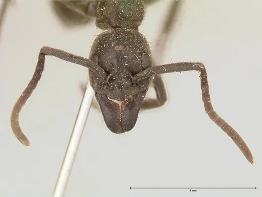 Megaponera analis specimen FOCOL0681 image focol0681_2