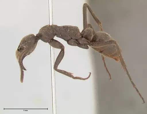 Megaponera analis specimen FOCOL0681 image focol0681_3