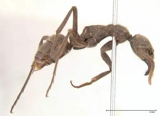 Megaponera analis specimen FOCOL0681 image focol0681_4