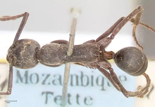 Megaponera analis specimen FOCOL0947 image focol0947_1