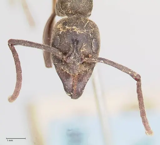 Megaponera analis specimen FOCOL0947 image focol0947_2