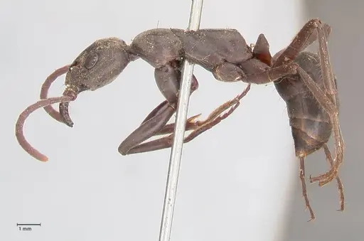 Megaponera analis specimen FOCOL0947 image focol0947_3
