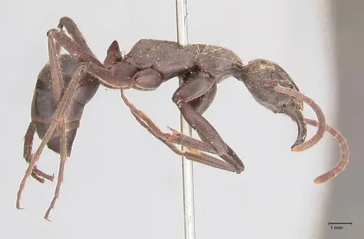 Megaponera analis specimen FOCOL0947 image focol0947_4