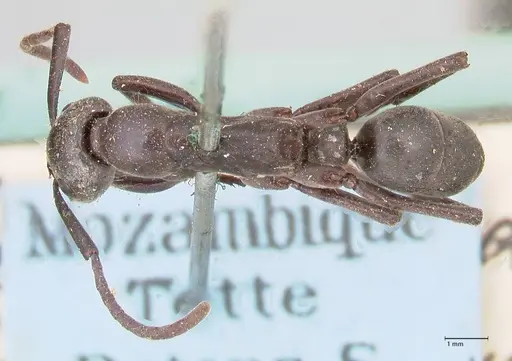 Megaponera analis specimen FOCOL0948 image focol0948_1