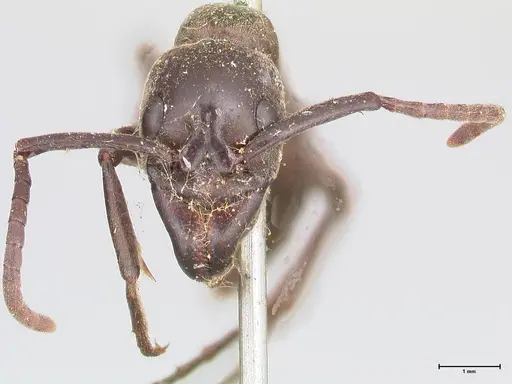 Megaponera analis specimen FOCOL0948 image focol0948_2
