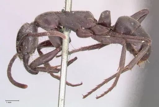 Megaponera analis specimen FOCOL0948 image focol0948_3