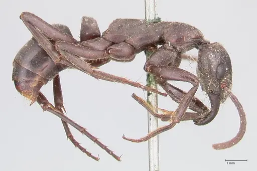 Megaponera analis specimen FOCOL0948 image focol0948_4