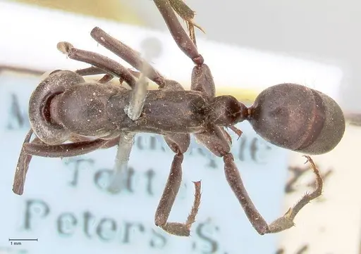 Megaponera analis specimen FOCOL0949 image focol0949_1