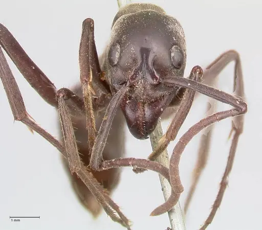 Megaponera analis specimen FOCOL0949 image focol0949_2
