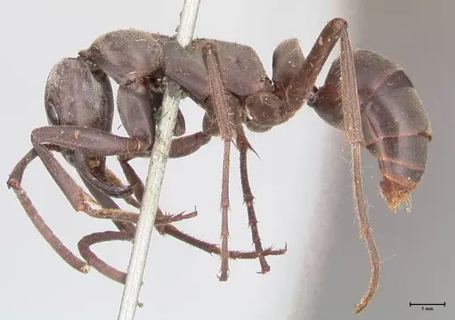 Megaponera analis specimen FOCOL0949 image focol0949_3