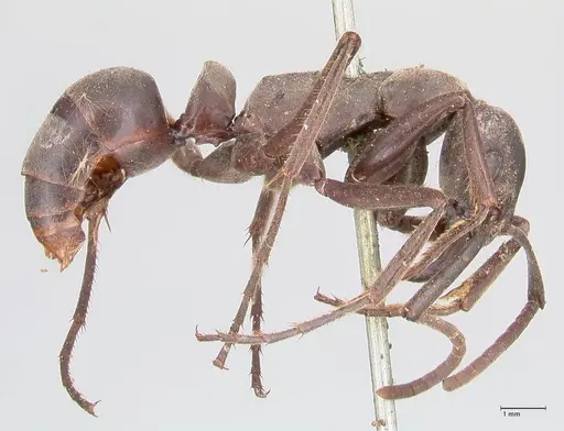 Megaponera analis specimen FOCOL0949 image focol0949_4