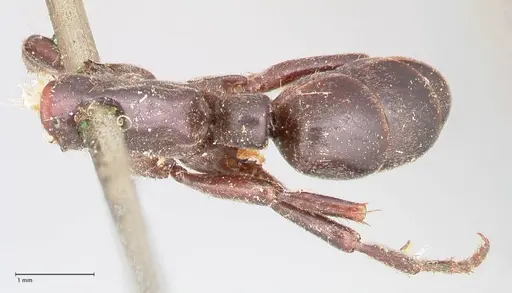 Megaponera analis specimen FOCOL0950 image focol0950_1