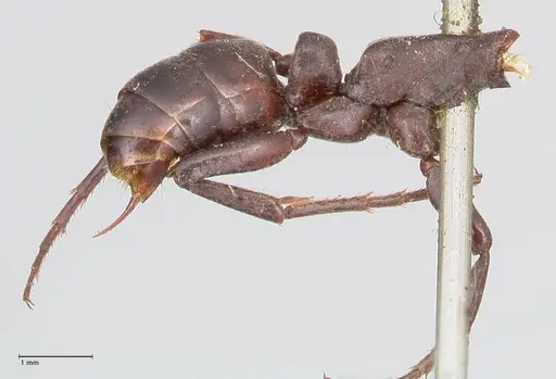 Megaponera analis specimen FOCOL0950 image focol0950_3