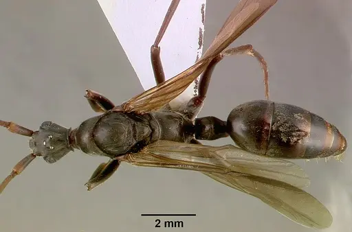 Megaponera analis specimen SAM-HYM-C000749A image sam-hym-c000749a_1