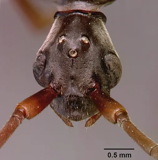 Megaponera analis specimen SAM-HYM-C000749A image sam-hym-c000749a_2